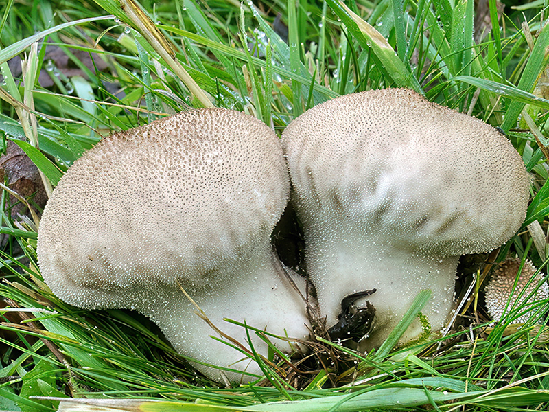 Lycoperdon pratense