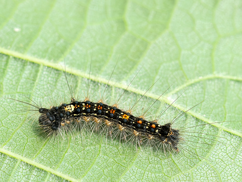Lymantria dispar (Jungraupe)