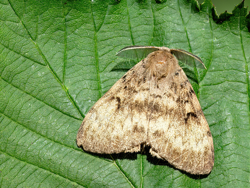 Lymantria dispar (Männchen)