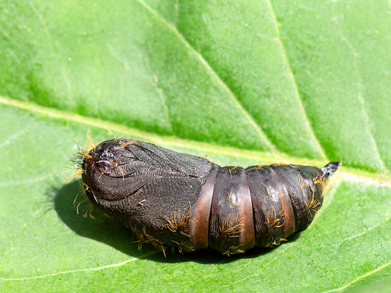 Lymantria dispar (Puppe)