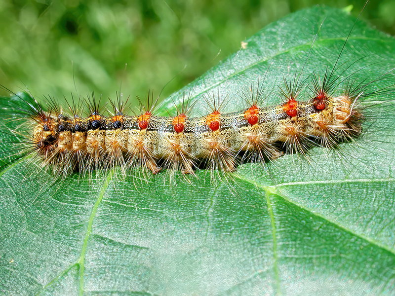 Lymantria dispar (Raupe)