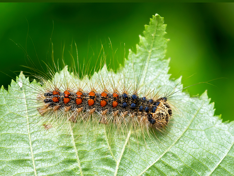 Lymantria dispar (Raupe)