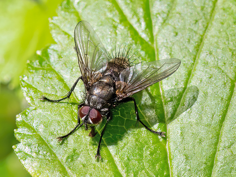 Macquartia dispar (Männchen)