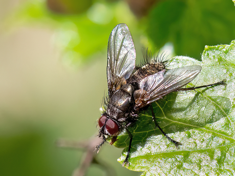 Macquartia dispar (Männchen)