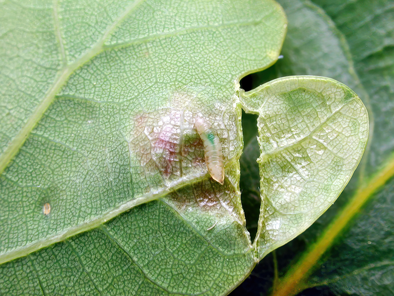 Macrodiplosis pustularis (Larve)