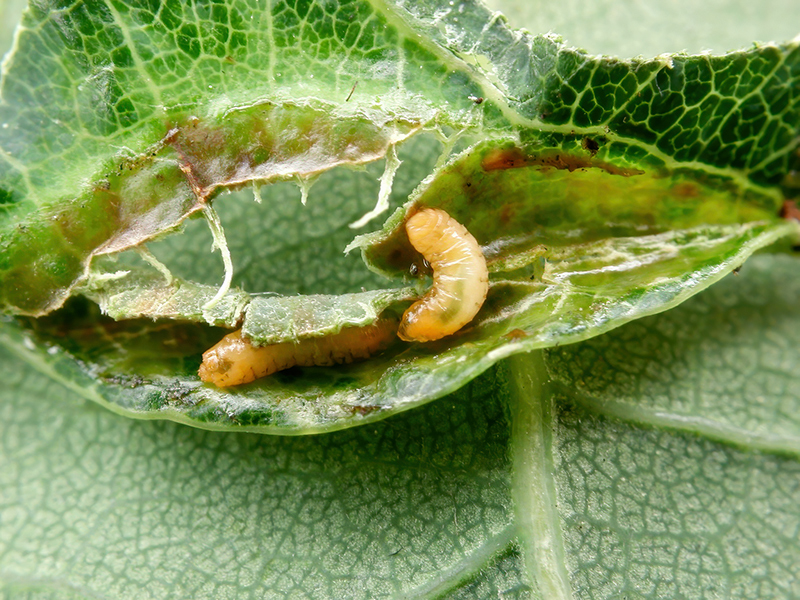 Macrodiplosis roboris (Larven)