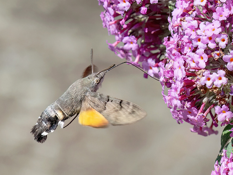 Macroglossum stellatarum