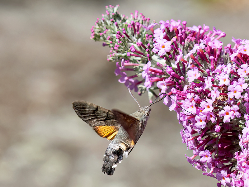 Macroglossum stellatarum