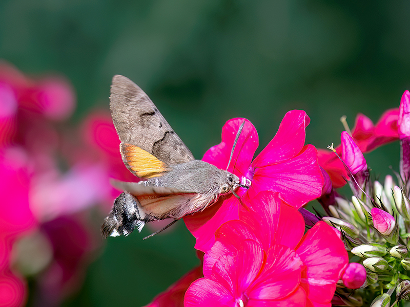 Macroglossum stellatarum