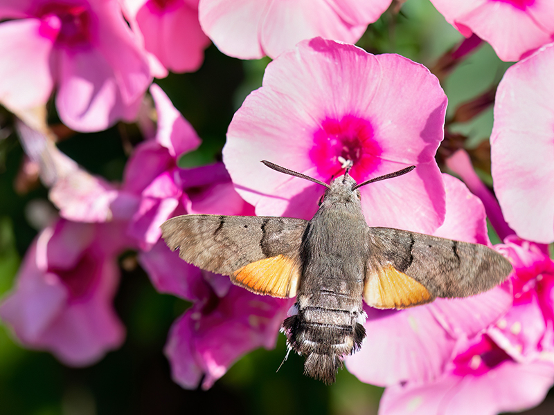 Macroglossum stellatarum