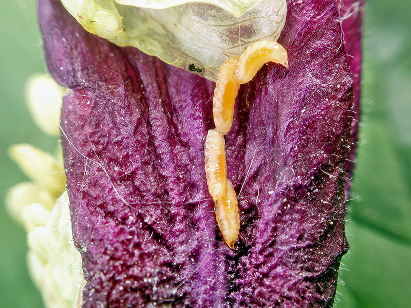 Macrolabis aquilegiae (Larven)