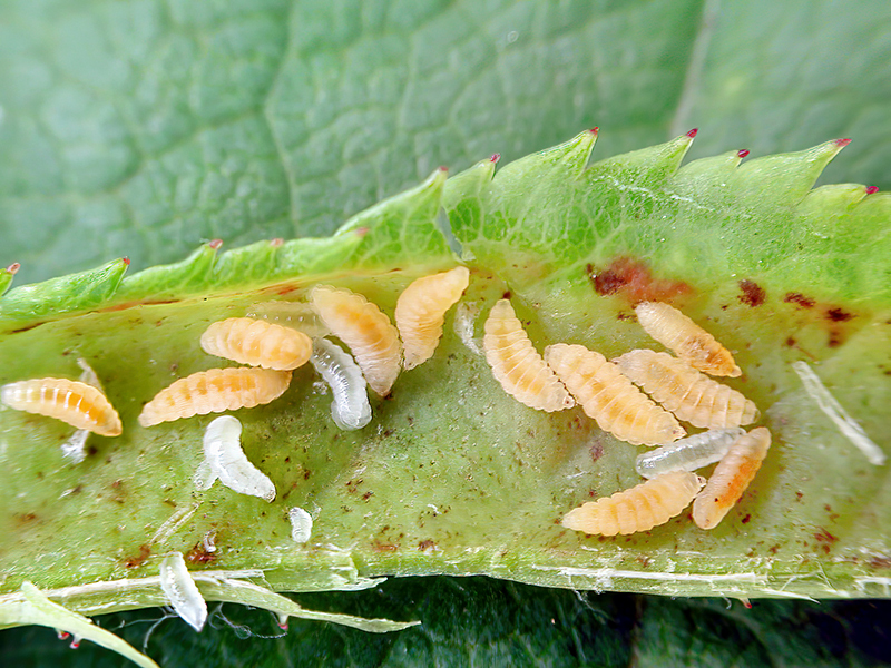 Macrolabis luceti (weiße Larven)