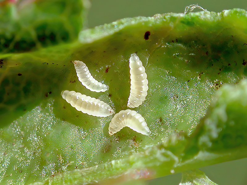 Macrolabis luceti (Larven)