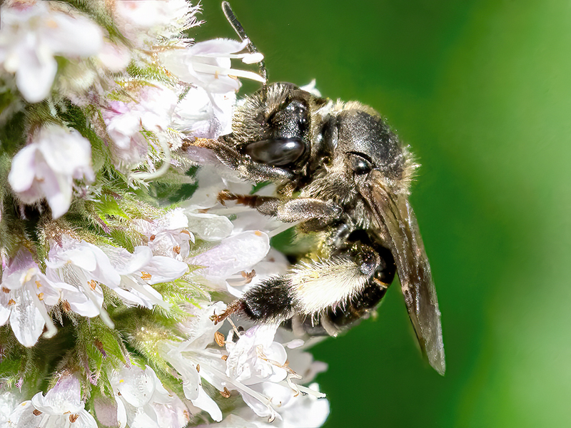 Macropis europaea (Weibchen)