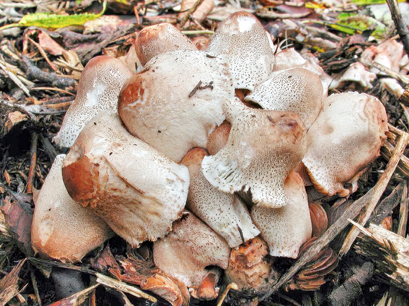 Macropsalliota americana