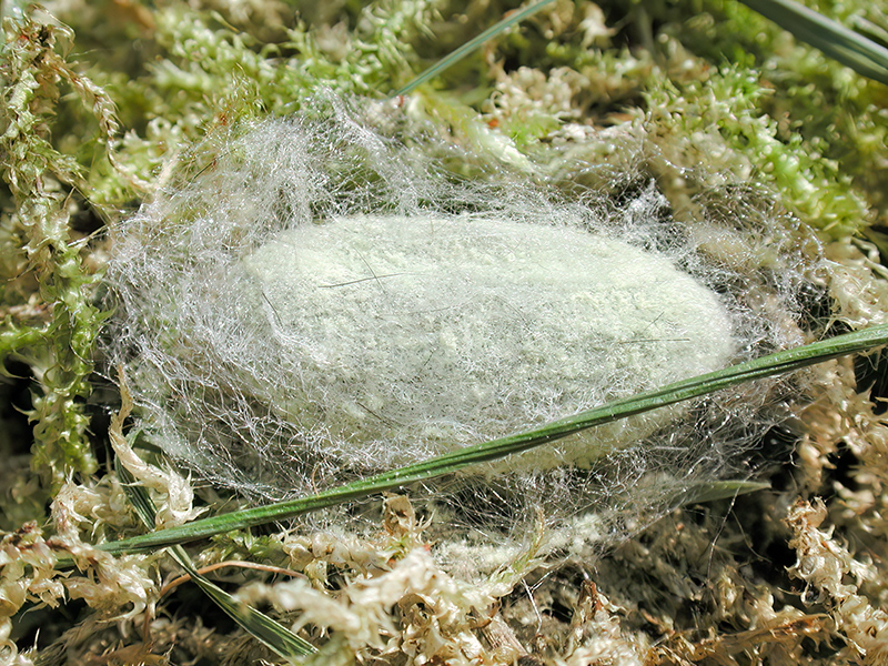 Malacosoma neustria (Kokon)