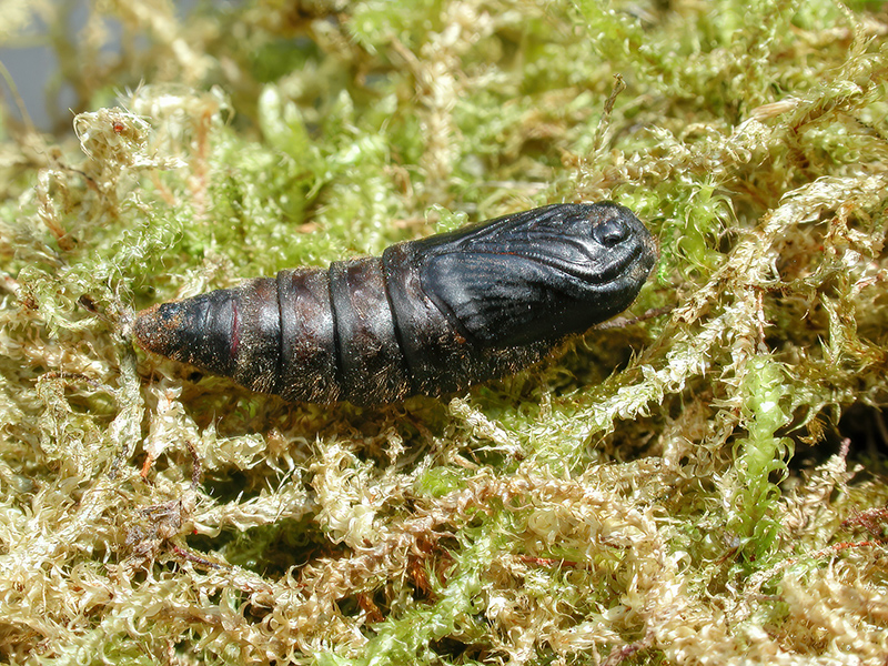 Malacosoma neustria (Puppe)