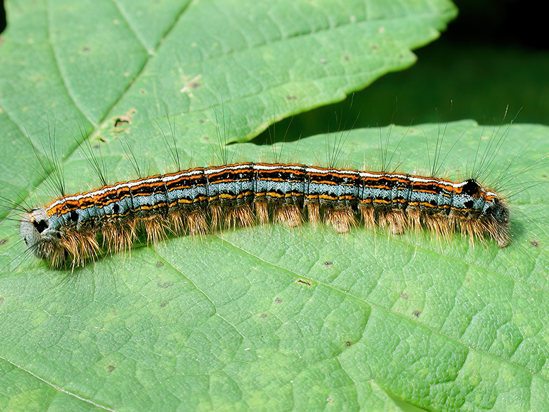 Malacosoma neustria (Raupe)
