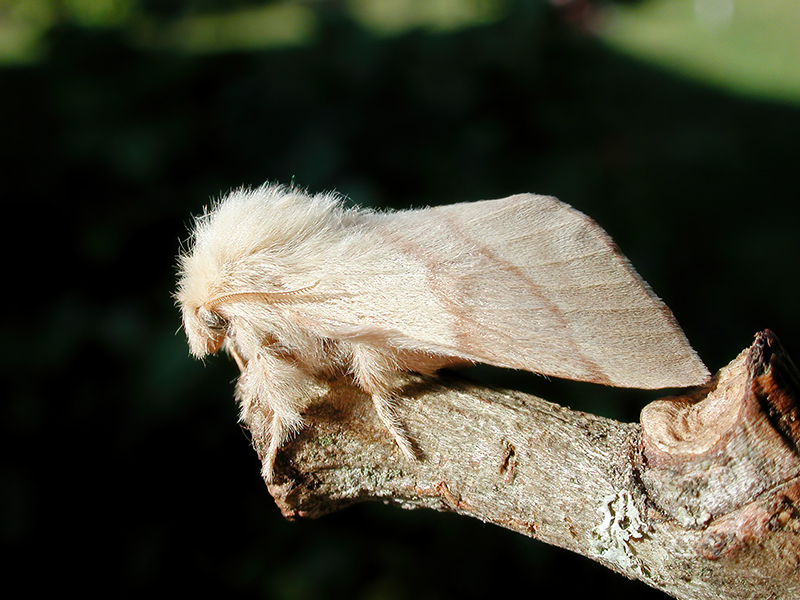 Malacosoma neustria (Weibchen)