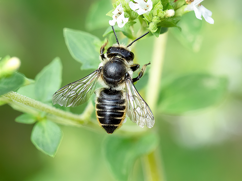 Megachile centuncularis