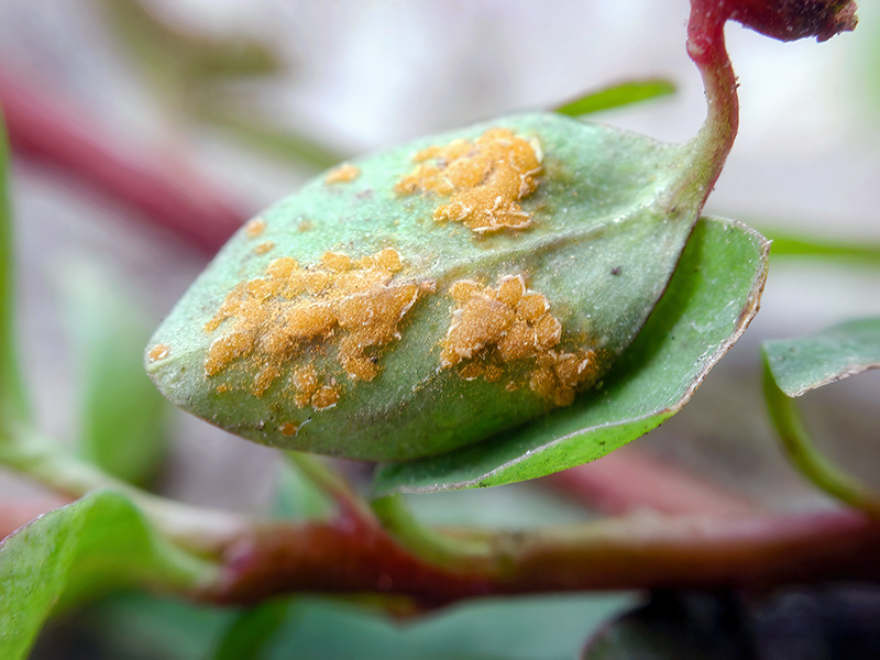 Melampsora euphorbiae