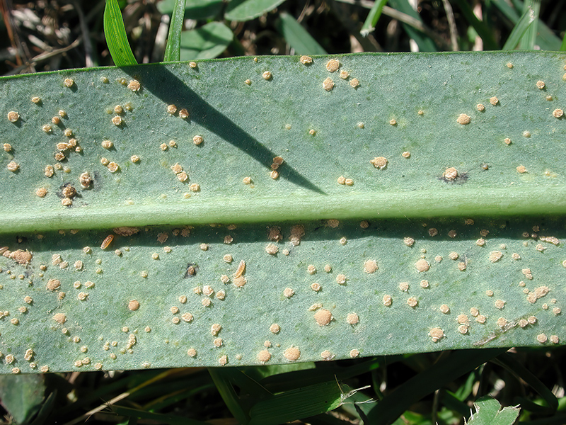 Melampsora euphorbiae-dulcis