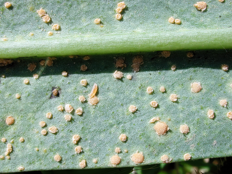 Melampsora euphorbiae-dulcis