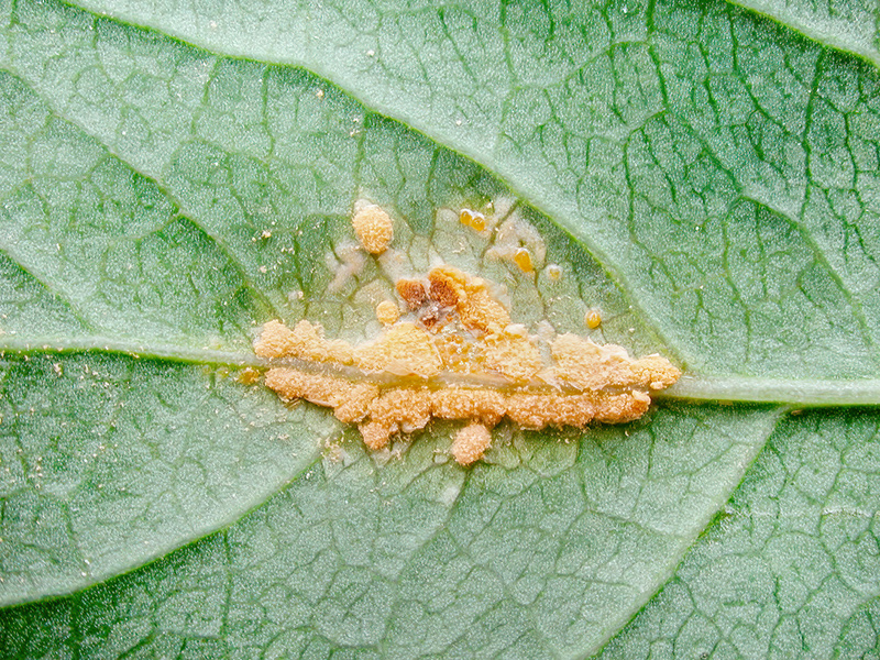 Melampsora evonymi-caprearum