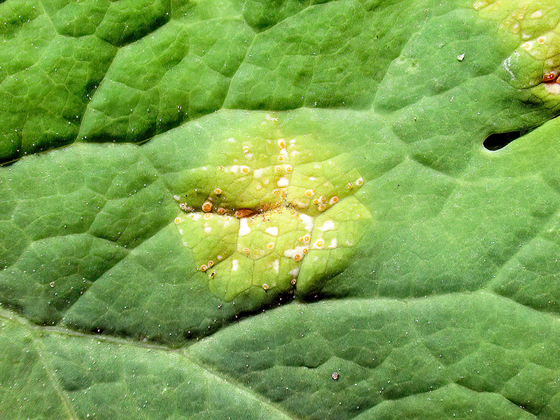 Melampsora magnusiana