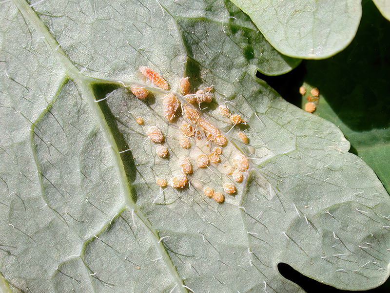 Melampsora magnusiana