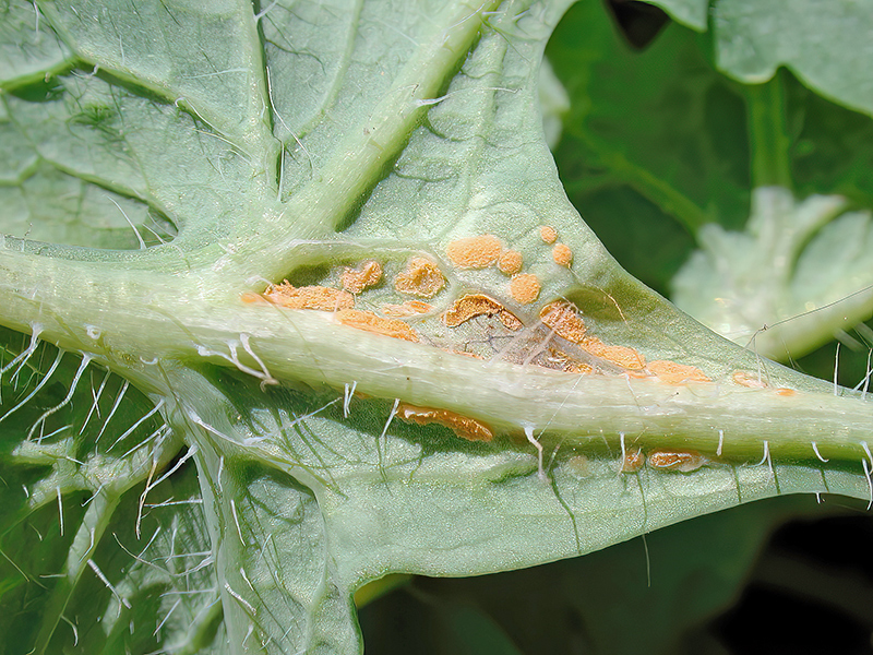 Melampsora magnusiana