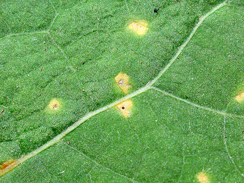 Melampsora populnea