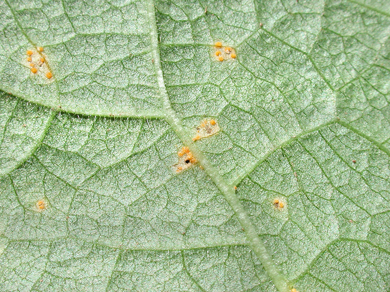 Melampsora populnea