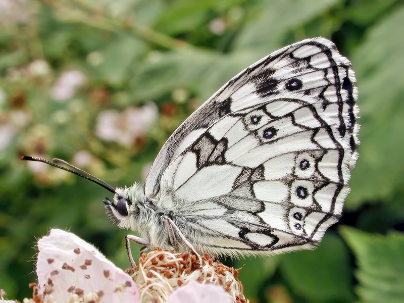 Melanargia galathea (Männchen)