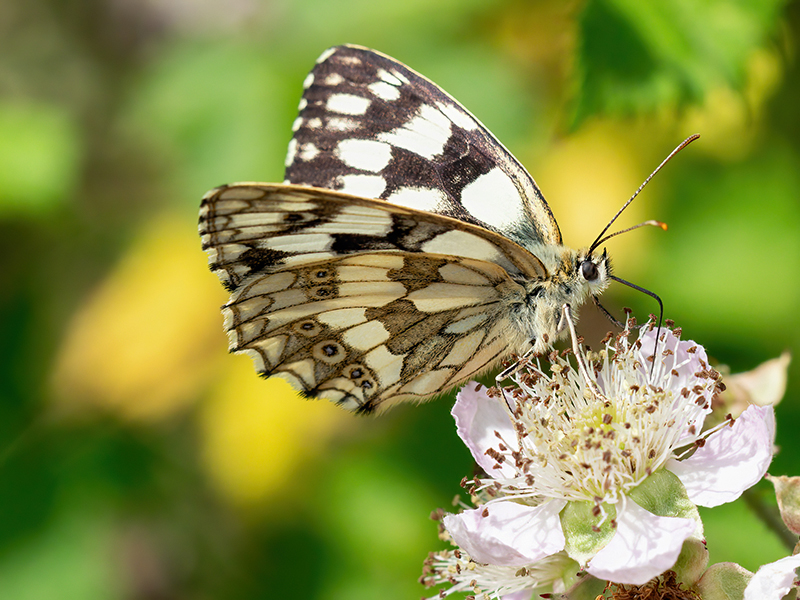 Melanargia galathea (Weibchen)