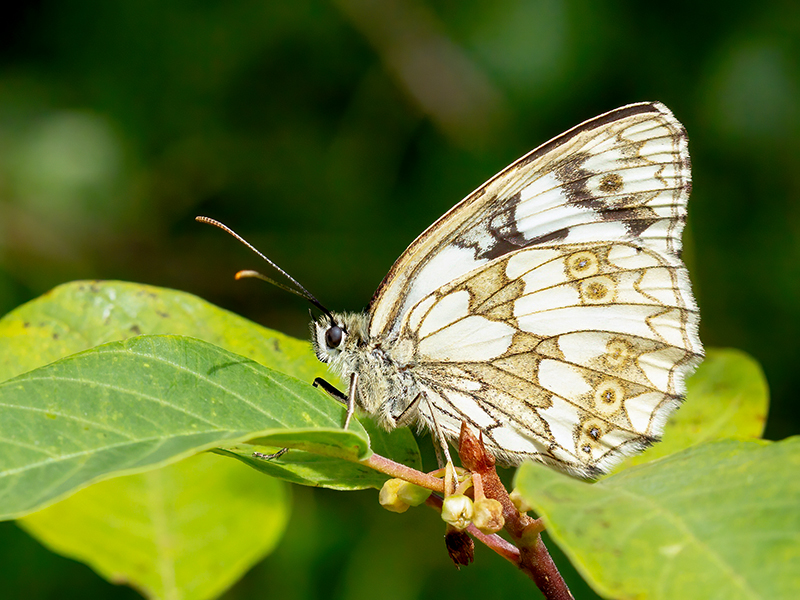 Melanargia galathea (Weibchen)