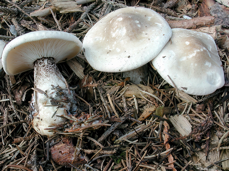 Melanoleuca verrucipes