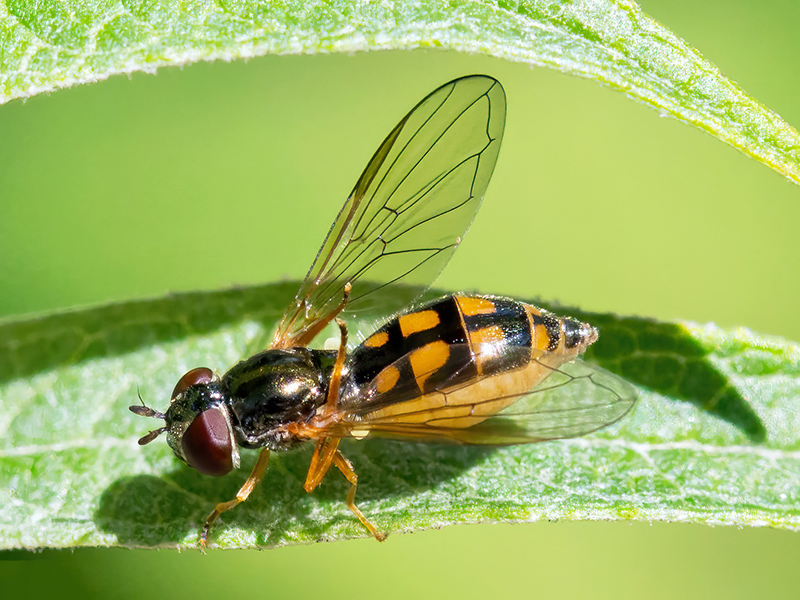Melanostoma scalare (Weibchen)