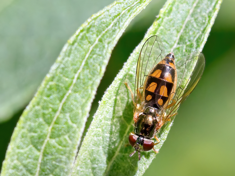 Melanostoma scalare (Weibchen)