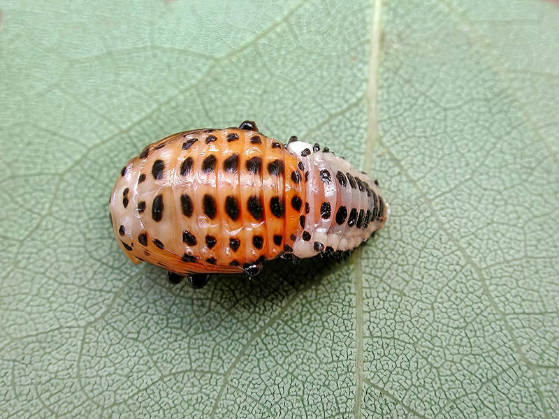 Melasoma populi (Puppe)