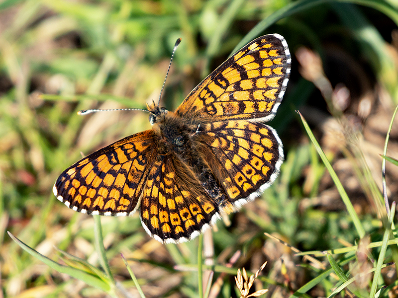 Melitaea cinxia