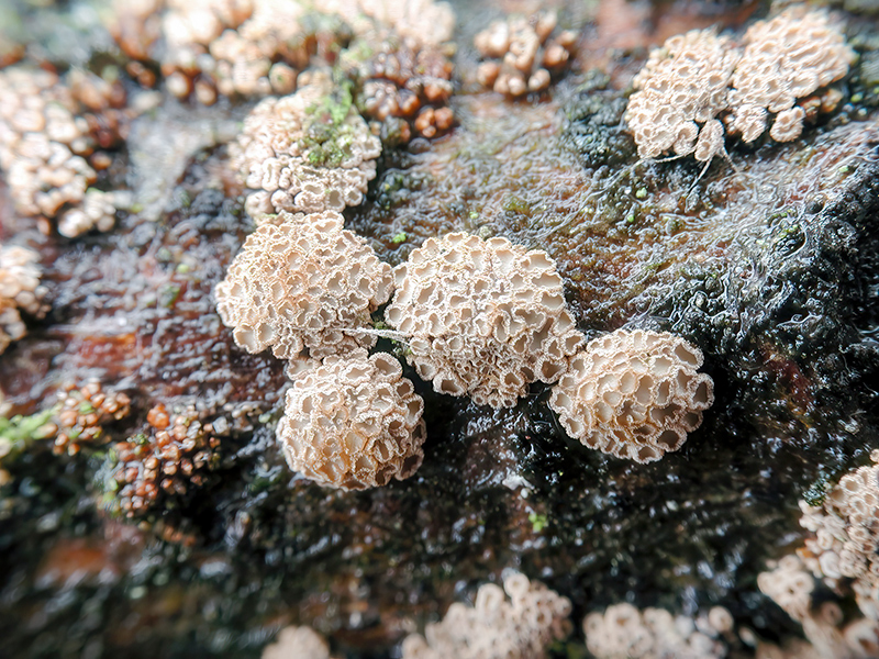 Merismodes anomala