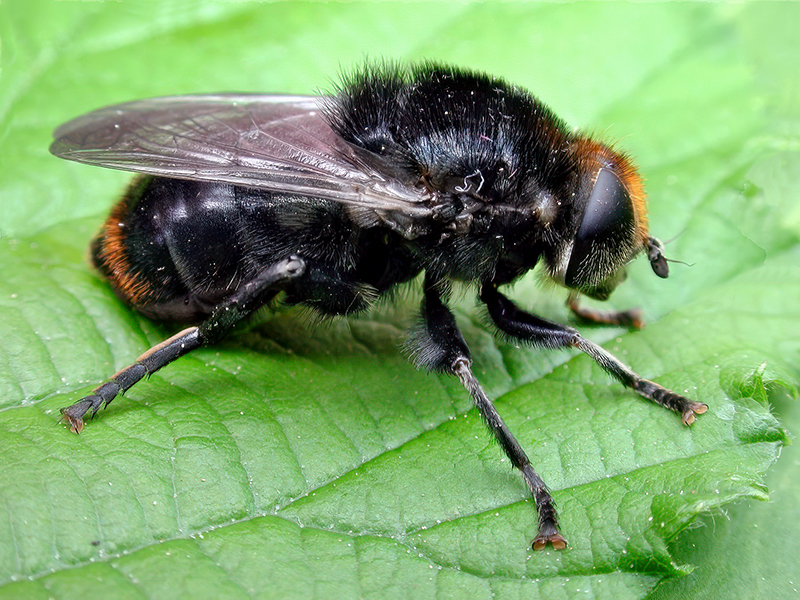 Merodon equestris