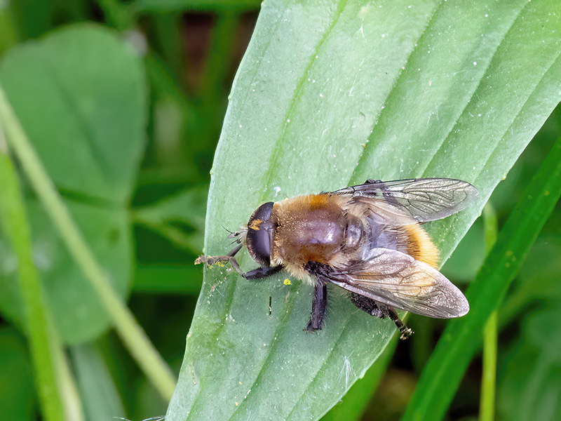 Merodon equestris