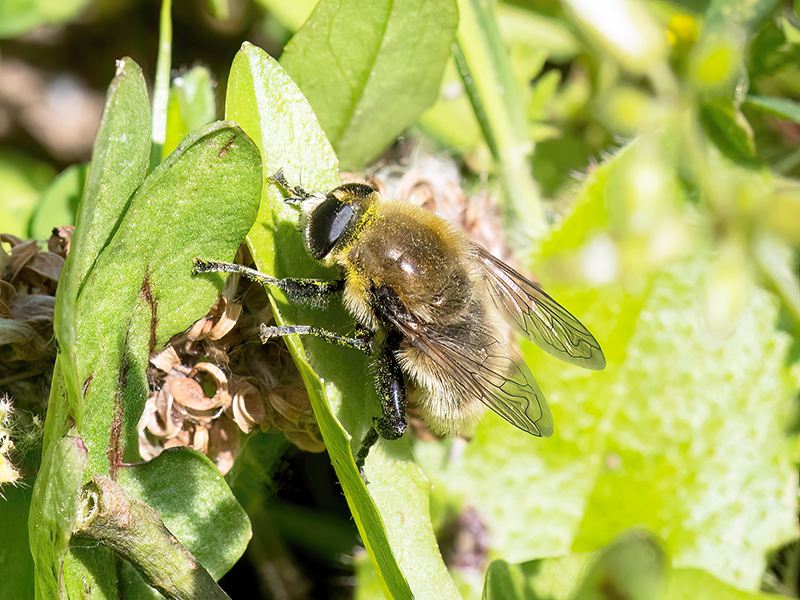Merodon equestris