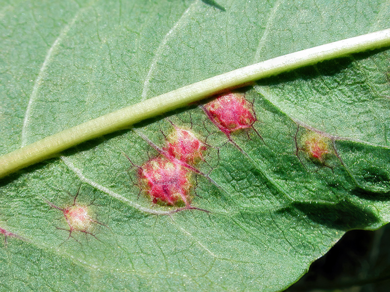 Microbotryum pustulatum