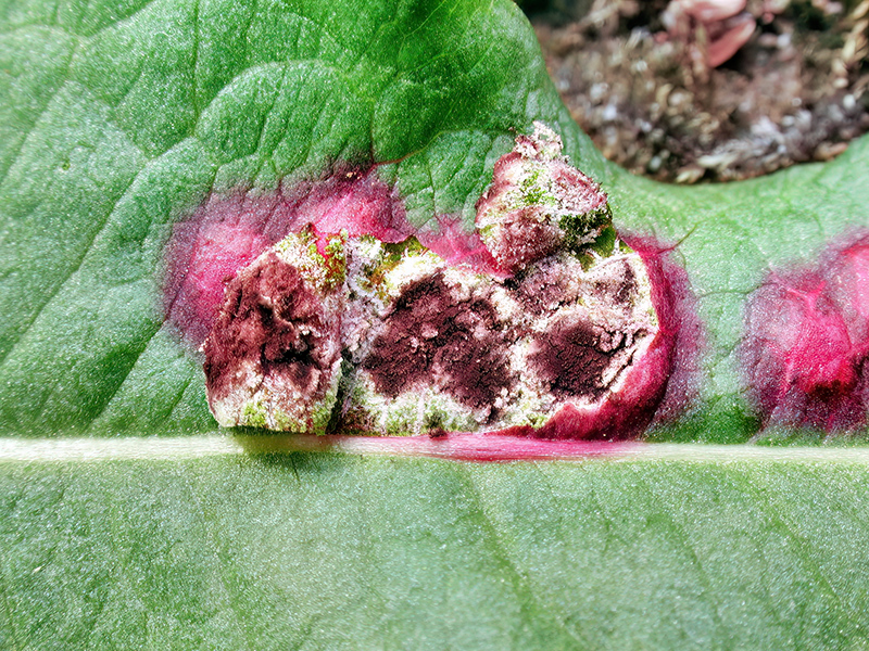 Microbotryum pustulatum