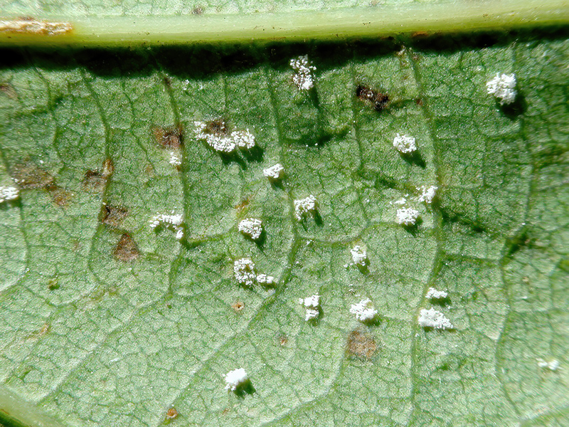 Microstroma album