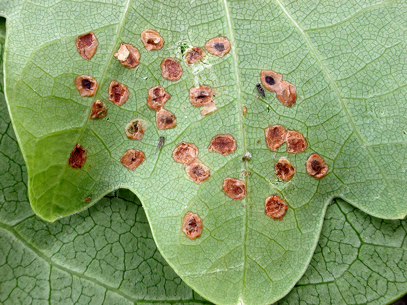 Mine an Blatt von Stieleiche (Quercus robur)