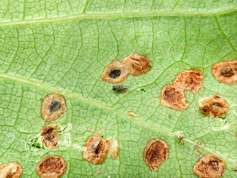 Mine an Blatt von Stieleiche (Quercus robur)